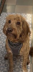 Lost Male Dog last seen The arbors at wolf pen creek apmts, College Station, TX 77840