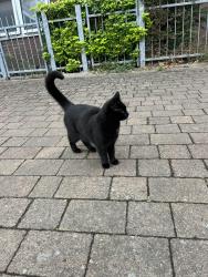 Found/Stray Male Cat last seen Near Broadhurst hse, Greater London, England E3 4HY
