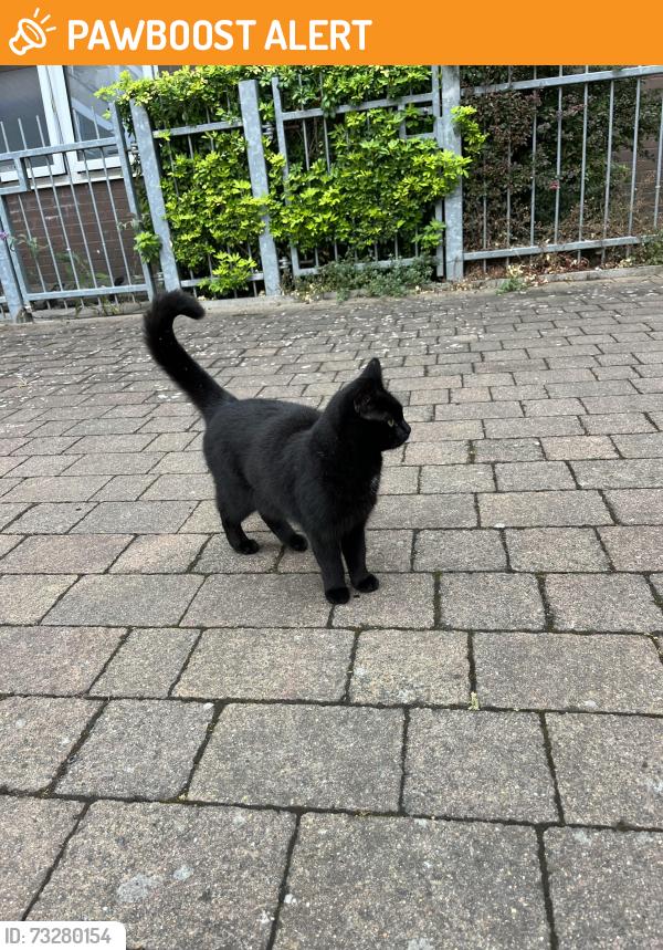 Found/Stray Male Cat last seen Near Broadhurst hse, Greater London, England E3 4HY