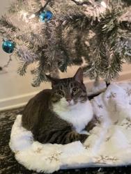 Lost Female Cat last seen Riverdale Illinois, Riverdale, IL 60827
