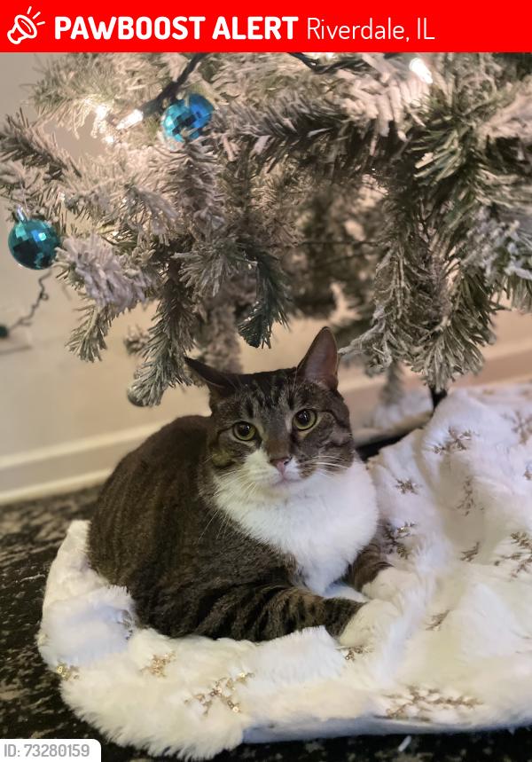 Lost Female Cat last seen Riverdale Illinois, Riverdale, IL 60827