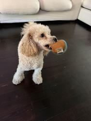 Reunited Male Dog last seen Happy hollow playground, Philadelphia, PA 19144