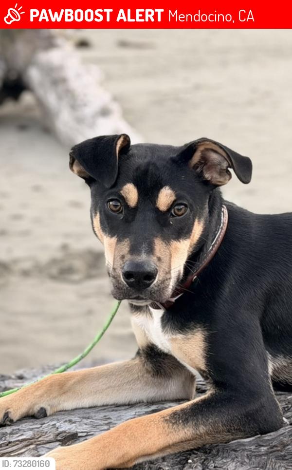 Lost Male Dog last seen Little River Airport Rd, Mendocino, CA 95460