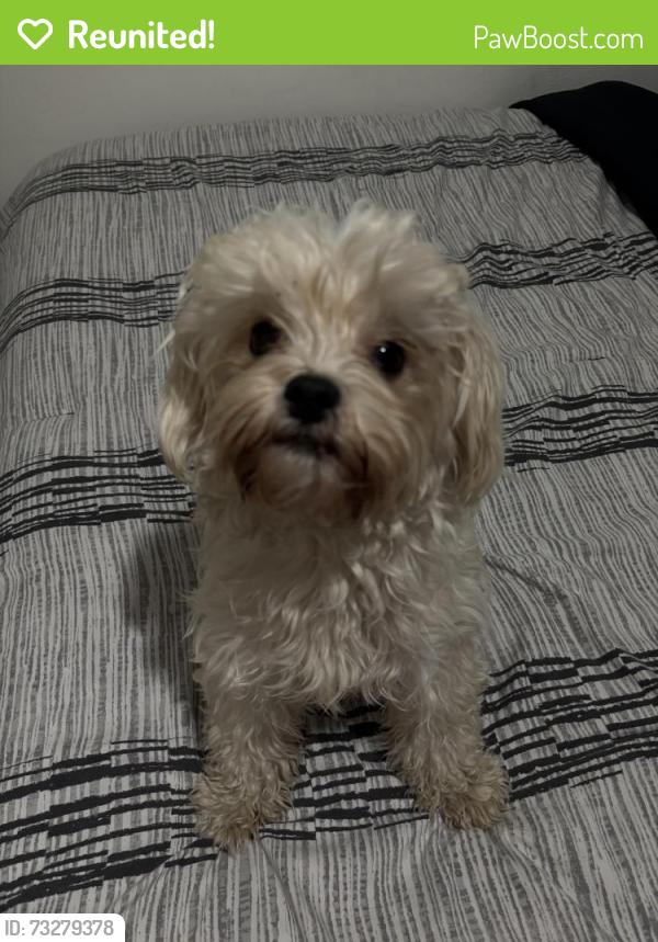 Reunited Female Dog last seen william brewster, Irving, TX 75062