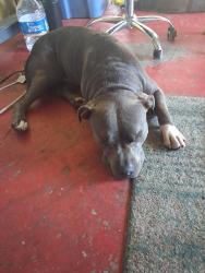 Found/Stray Male Dog last seen Folsom and zinfindale, Zinfandel, CA 94574