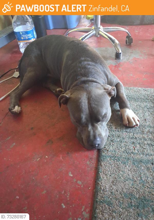 Found/Stray Male Dog last seen Folsom and zinfindale, Zinfandel, CA 94574