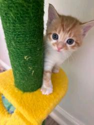Found/Stray Female Cat last seen Texas, Texas City, TX 77590