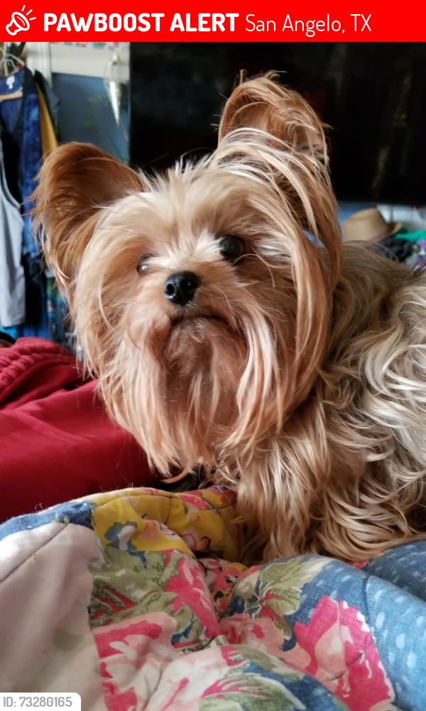 Lost Female Dog last seen Hwy 380, San Angelo, TX 76905