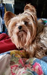 Lost Female Dog last seen Hwy 380, San Angelo, TX 76905