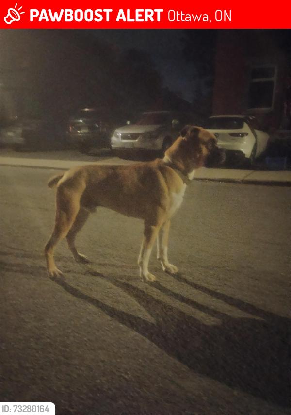 Lost Male Dog last seen Wellington hi, Ottawa, ON 