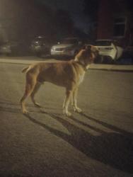 Lost Male Dog last seen Wellington hi, Ottawa, ON 