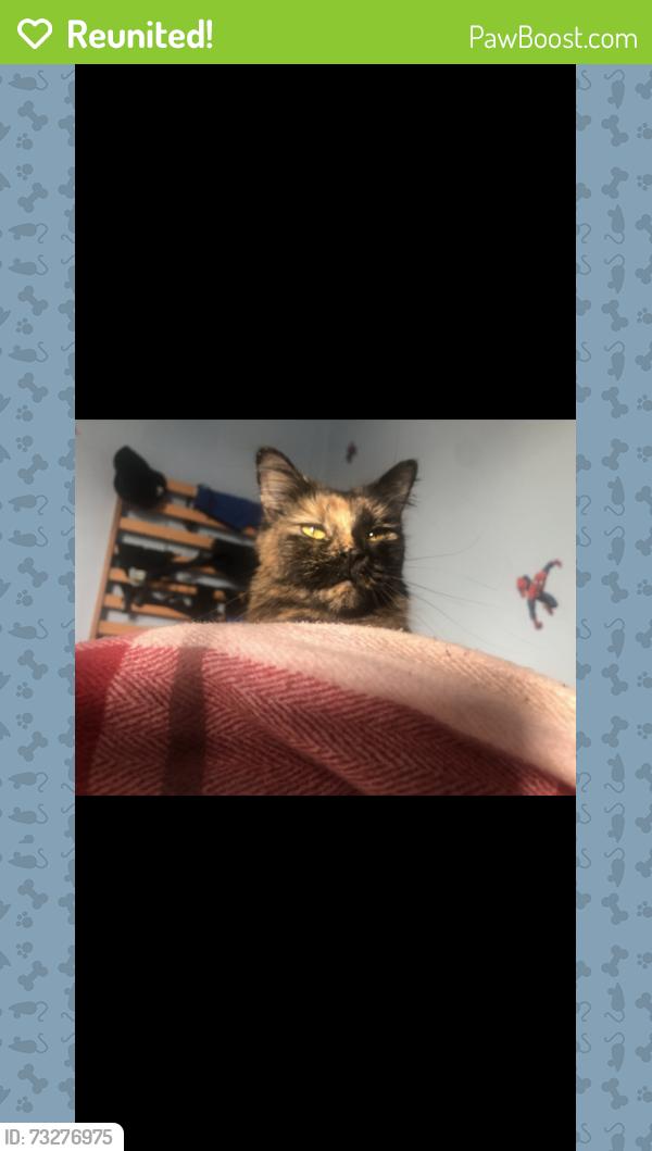 Reunited Female Cat last seen Park Road, Bromley, Bromley, England 