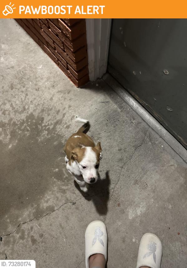 Found/Stray Unknown Dog last seen Near Gentleman, Balcones Heights, TX 78201
