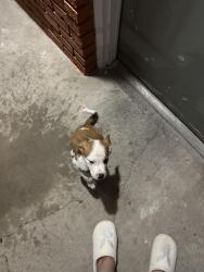 Found/Stray Unknown Dog last seen Near Gentleman, Balcones Heights, TX 78201