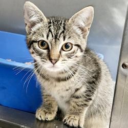 Shelter Stray Female Cat last seen E 12th St, Oakland, CA, 1101 29th Ave, Oakland, CA 94601, USA