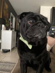 Lost Male Dog last seen Champions Reserve, Davenport, FL 33837