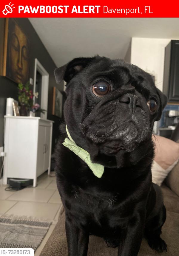 Lost Male Dog last seen Champions Reserve, Davenport, FL 33837