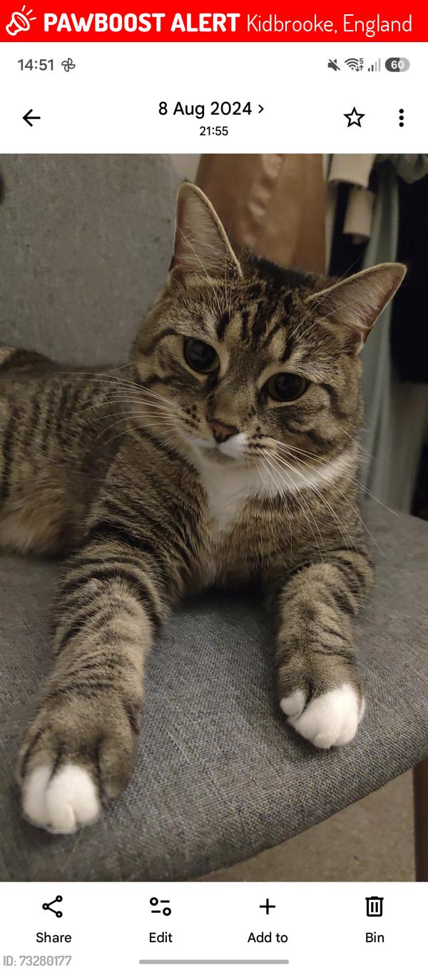 Lost Female Cat last seen Kidbroke village,London, Kidbrooke, England 