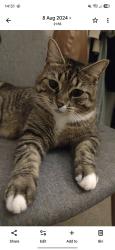 Lost Female Cat last seen Kidbroke village,London, Kidbrooke, England 