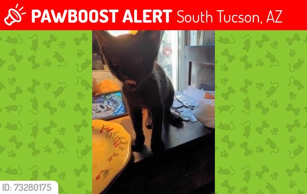 Lost Female Cat last seen Near ave and 30st, South Tucson, AZ 85713