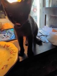 Lost Female Cat last seen Near ave and 30st, South Tucson, AZ 85713