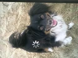 Lost Male Dog last seen Near S. Lincoln / 6th Street (stolen Shell gas station) suspect employee, Corona, CA 92882
