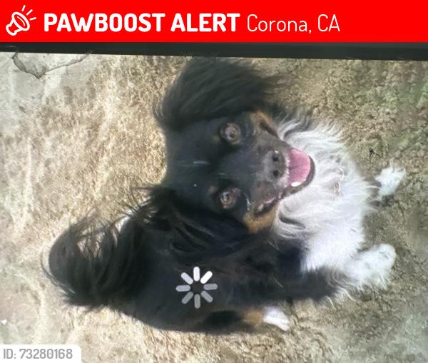 Lost Male Dog last seen Near S. Lincoln / 6th Street (stolen Shell gas station) suspect employee, Corona, CA 92882
