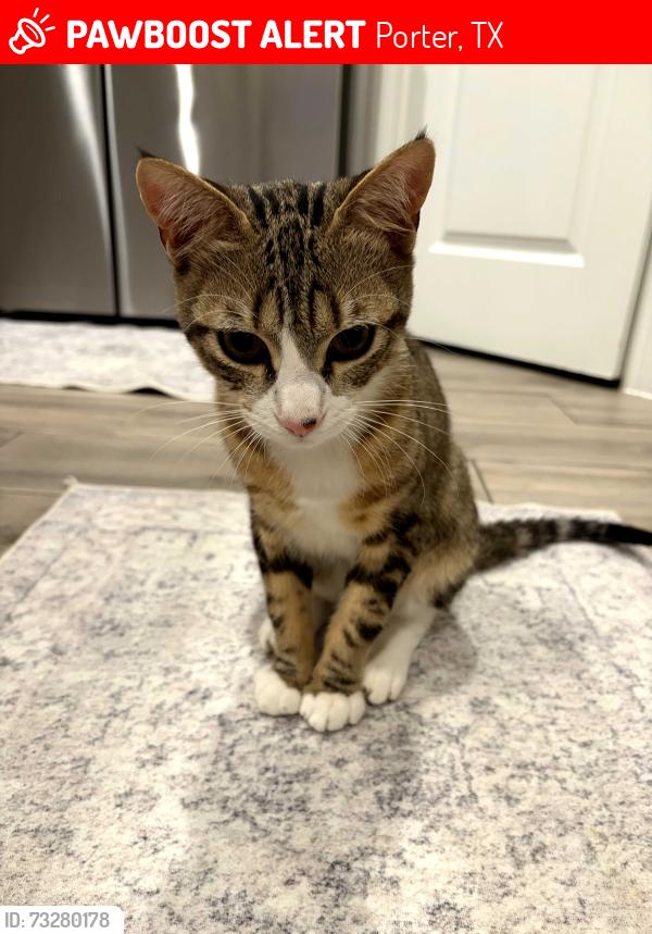 Lost Male Cat last seen The Highlands, Porter, TX 77365