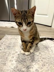 Lost Male Cat last seen The Highlands, Porter, TX 77365