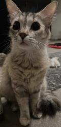 Reunited Female Cat last seen Laurelway, Beverly Hills, CA 90210