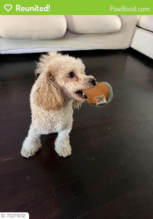 Reunited Male Dog last seen Happy hollow playground, Philadelphia, PA 19144