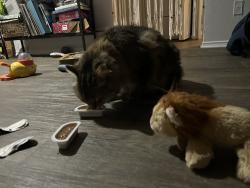 Reunited Male Cat last seen Near Players court off of edmondson pk, Nashville, TN 37211