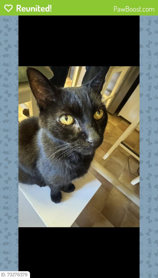 Reunited Male Cat last seen Behind crocked billet roundabout, Staines-upon-Thames, England TW18 4HW