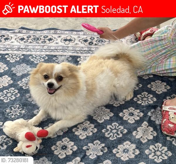 Lost Female Dog last seen Asilomar Ave soledad, Soledad, CA 93960