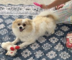 Lost Female Dog last seen Asilomar Ave soledad, Soledad, CA 93960