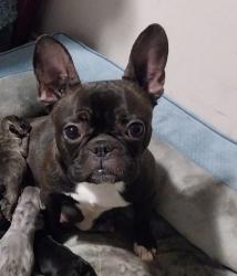 Lost Female Dog last seen Riverside dr, Jackson, TN 38301