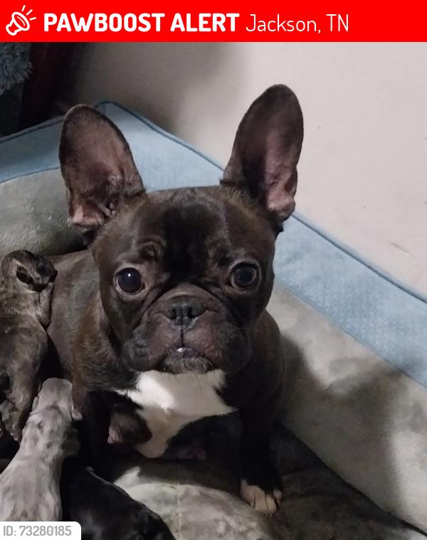 Lost Female Dog last seen Riverside dr, Jackson, TN 38301