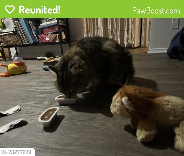 Reunited Male Cat last seen Near Players court off of edmondson pk, Nashville, TN 37211