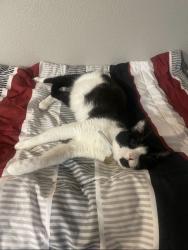 Lost Female Cat last seen Gosford rd & N Laurelglen blvd, Bakersfield, CA 93309