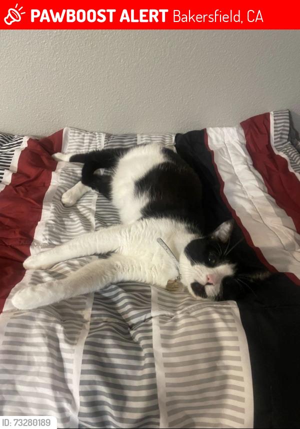 Lost Female Cat last seen Gosford rd & N Laurelglen blvd, Bakersfield, CA 93309