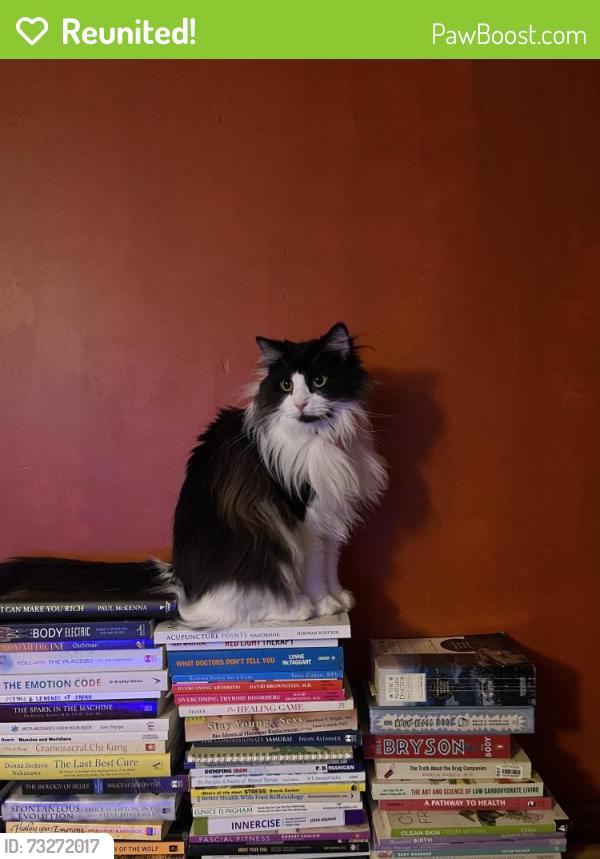 Reunited Male Cat last seen Queens Drive, Finsbury Park, England 