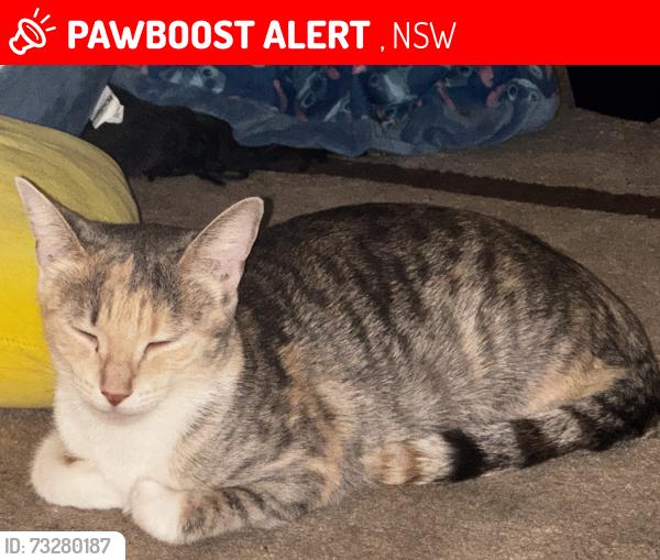 Lost Female Cat last seen Solanders st Kings Langley, , NSW 