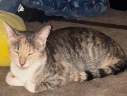 Lost Female Cat last seen Solanders st Kings Langley, , NSW 
