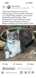 Lost Male Cat last seen Cromwell Marine Creek Rd Bowman Robert’s Rd, Fort Worth, TX 76179