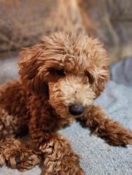 Lost Male Dog last seen Near sweet Maiden, San Antonio, TX 78242