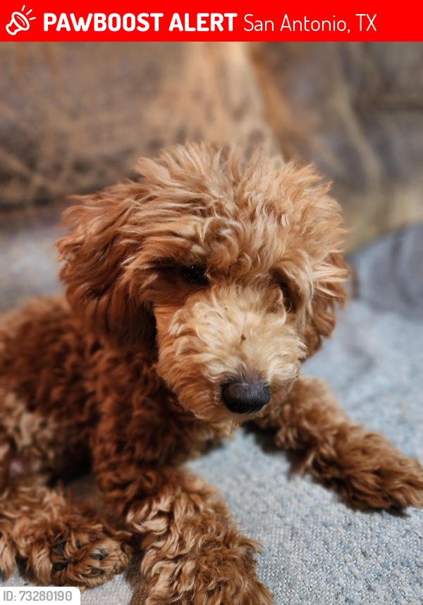 Lost Male Dog last seen Near sweet Maiden, San Antonio, TX 78242