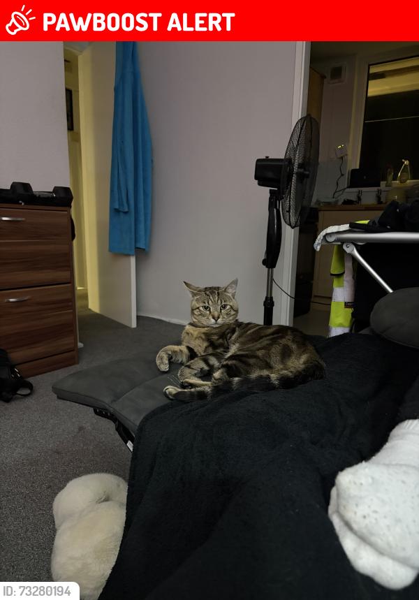 Lost Male Cat last seen kingstreet, stonehouse plymouth, Stonehouse, England PL1 5HY