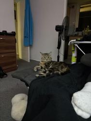 Lost Male Cat last seen kingstreet, stonehouse plymouth, Stonehouse, England PL1 5HY