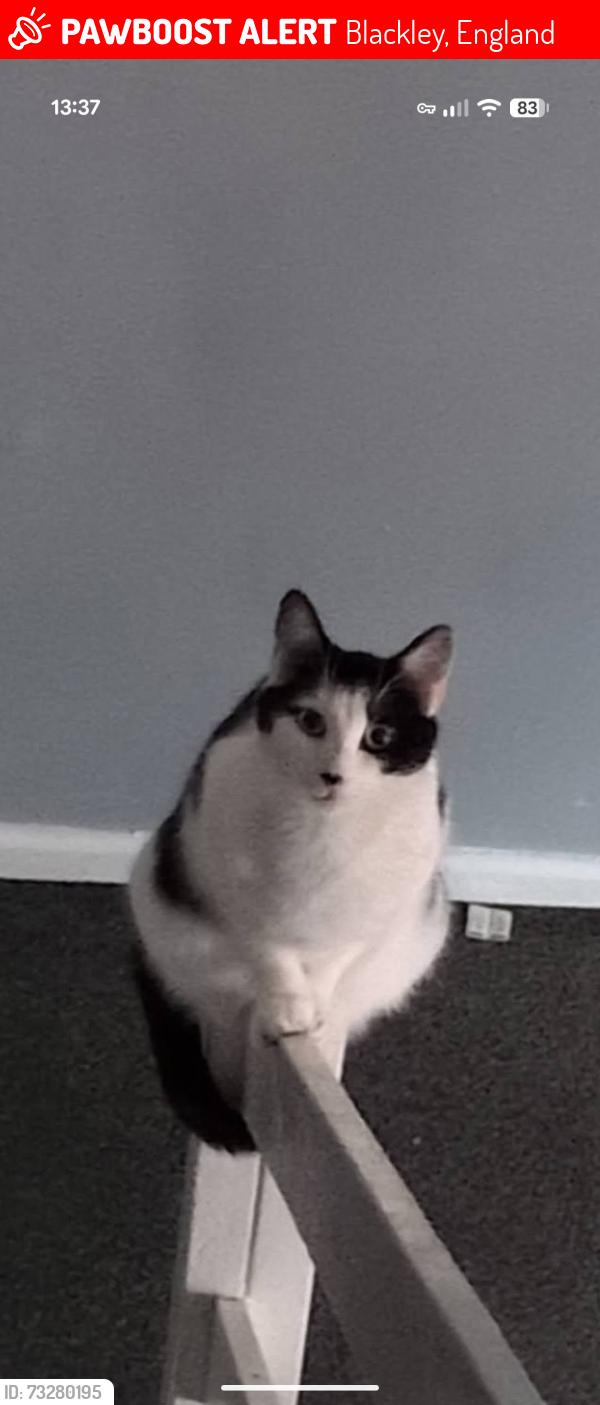 Lost Male Cat last seen Eldermount Rd blackley Manchester m9 8bt, Blackley, England 