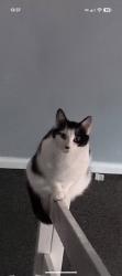 Lost Male Cat last seen Eldermount Rd blackley Manchester m9 8bt, Blackley, England 
